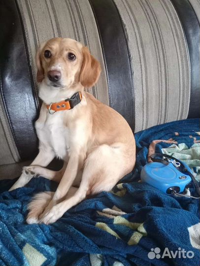 Моника в поисках любящих хозяев