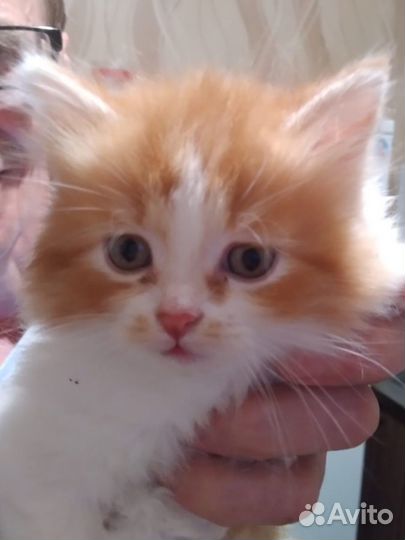 Котята ищут дом