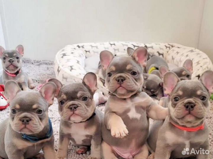 Французский бульдог щенки голубой лиловый
