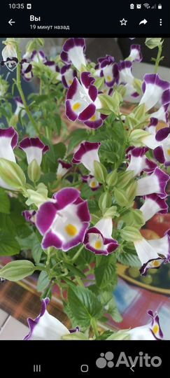 Экзотические комнатные цветы