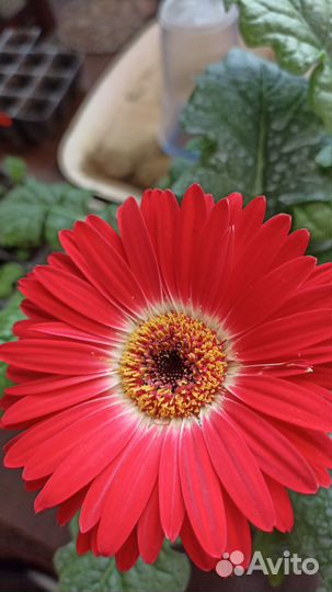 Гербера комнатная