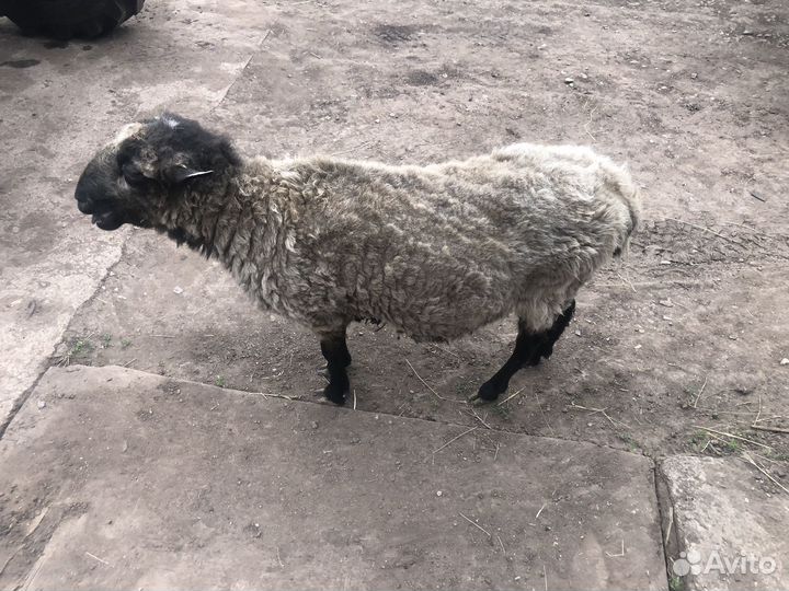 Баран на племя или на забой