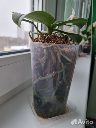 Орхидея Мини Марк