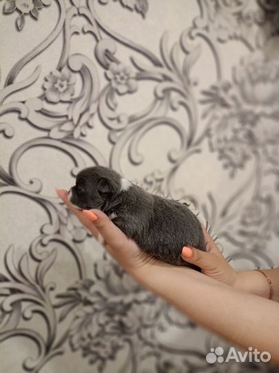 Щенки чихуахуа