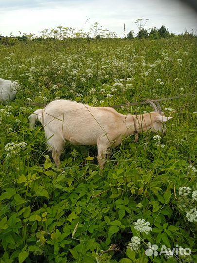 Дойные козы