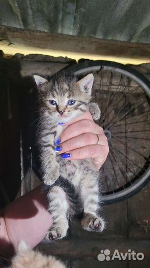 Котята девчушки бесплатно