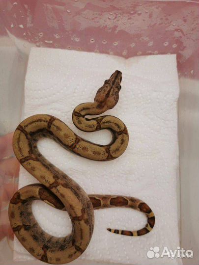 Императорский удав