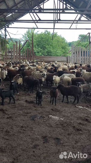 Овцы бараны