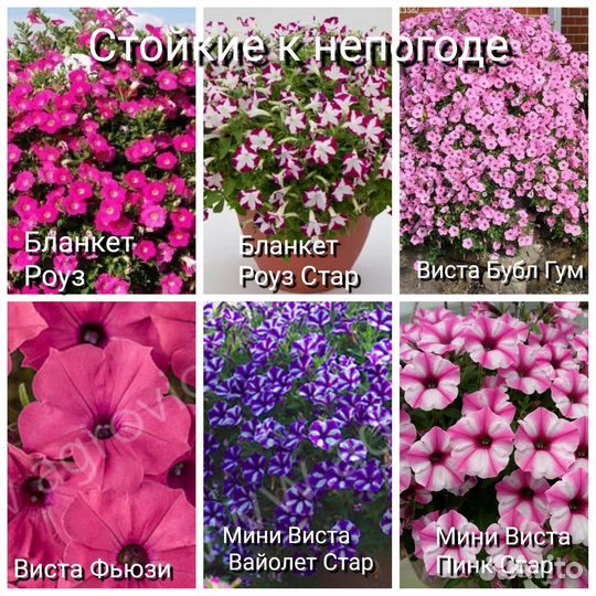 Ампельная петуния и Тайдалы