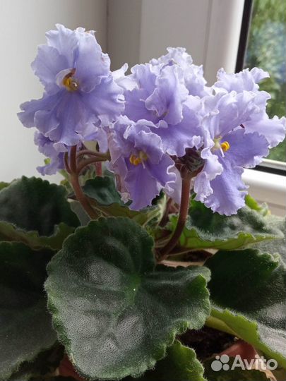Фиалки цветущие сортовые