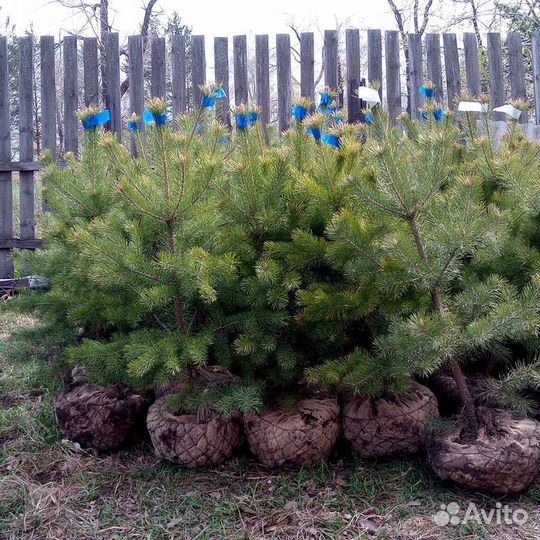 Саженцы и крупномеры сосны сибирской