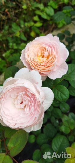 Розы английские, саженцы в контейнерах