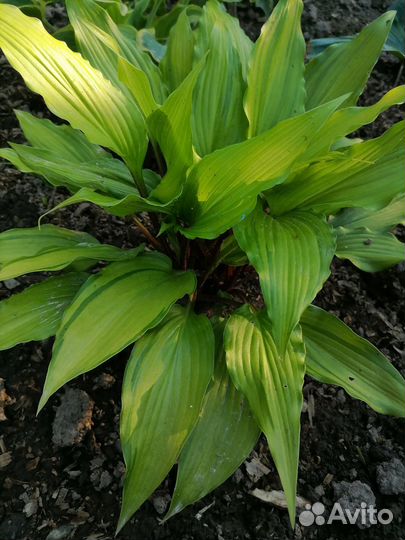 Хоста растение