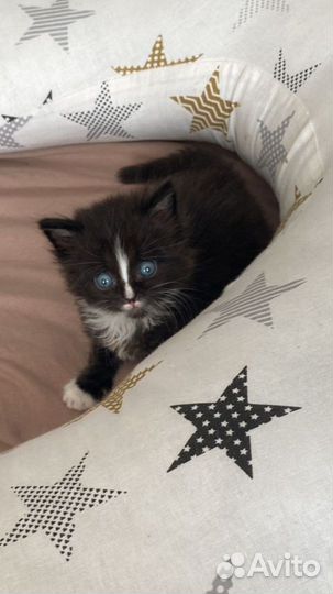 Котик в добрые руки