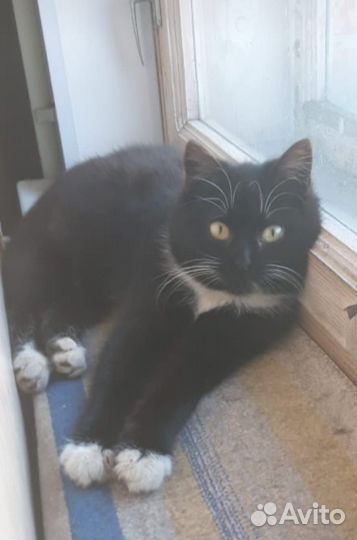 Котенок ищет дом