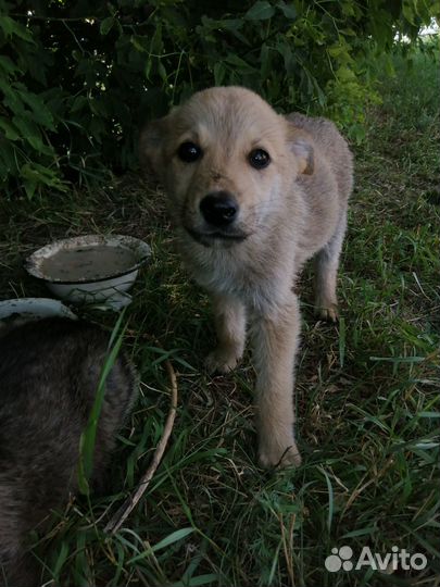 Сабачки в добрые ручки