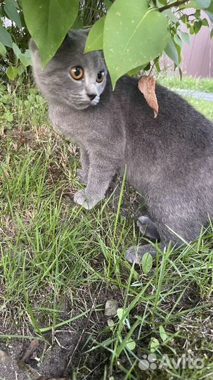 Котята в добрые руки бесплатно