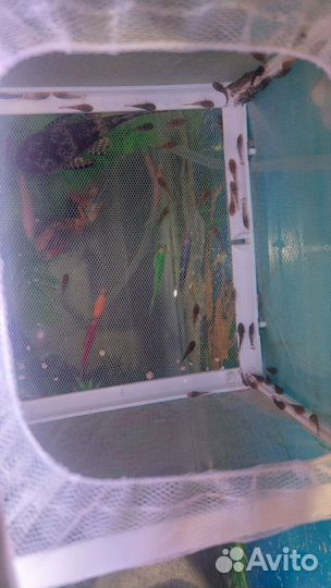 Сомики анциструсы