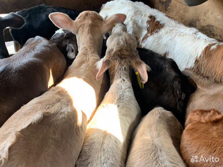 Бычки телята