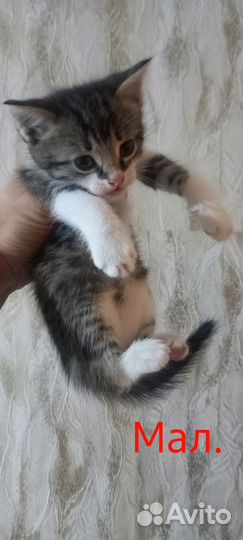 Котята бесплатно