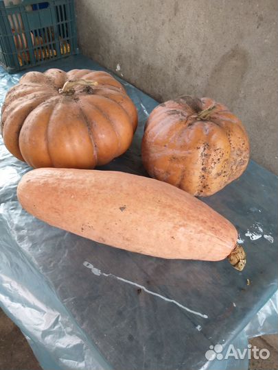 Семена тыквы