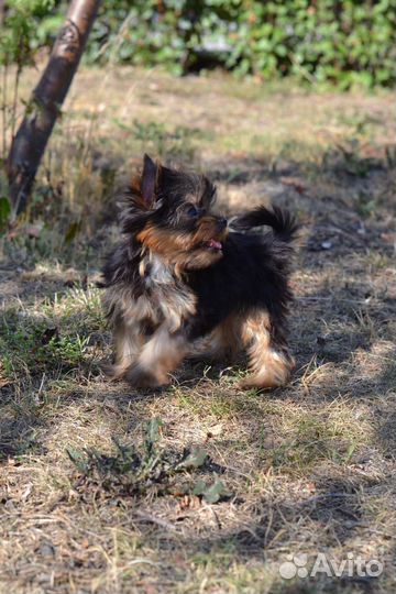 Йоркширский терьер девочки и мальчики