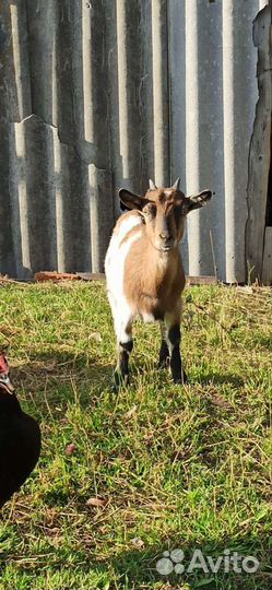 Козлята