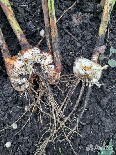 Гладиолусы луковицы