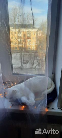 Кроватка для кошки