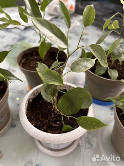 Фикус бенджамина