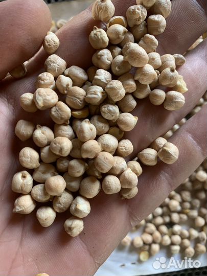 Горох (нут )