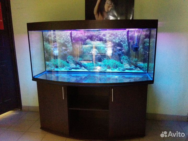 Аквариум 500 полукруглый, свет биофильтр тумба фон