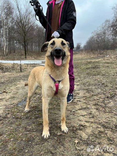 Добрая и дружелюбная собака из приюта