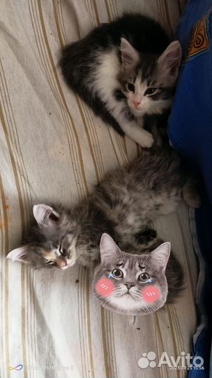 Котята мейн-кун