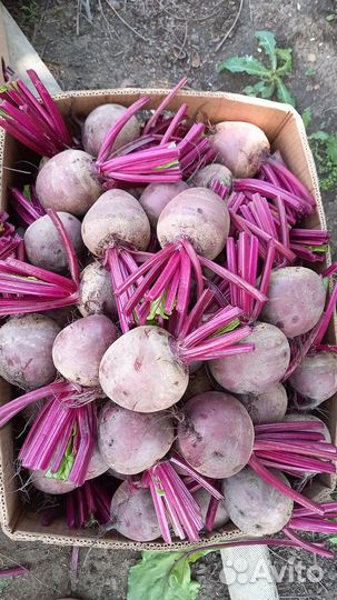 Свекла новый урожай 2024