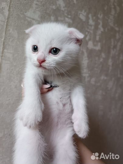 Вислоухие котята