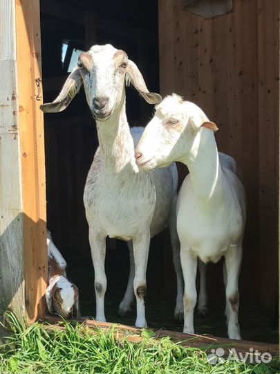 Коза нубийская