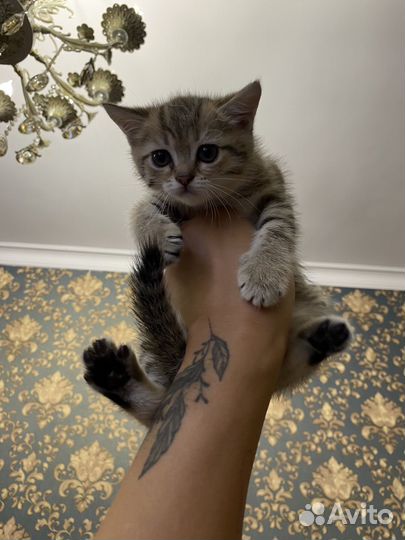 Кошка шиншилла