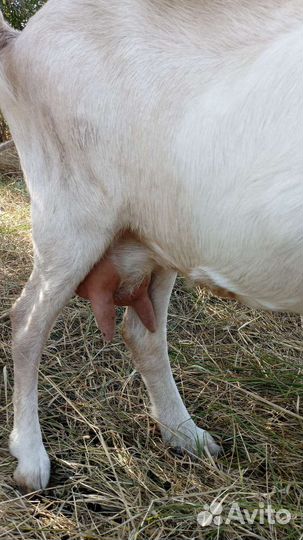 Зааненская коза