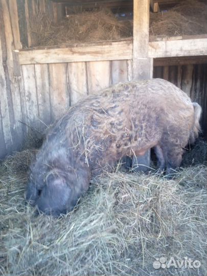 Кабан мангалица+дюрок