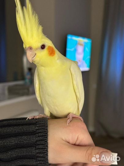 Попугай корелла