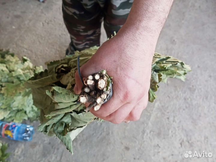 Веники дубовые