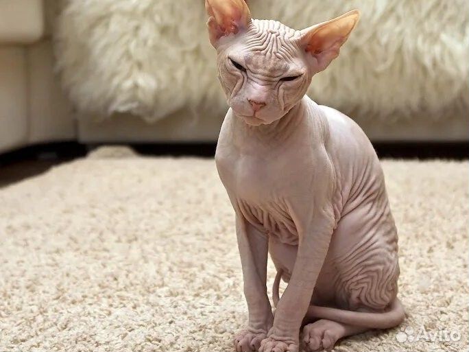 Сфинкс мальчик котёнок