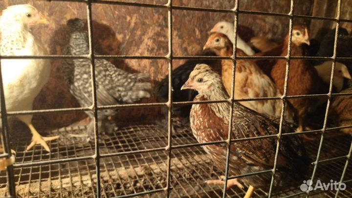 Цыплята домашней несушки