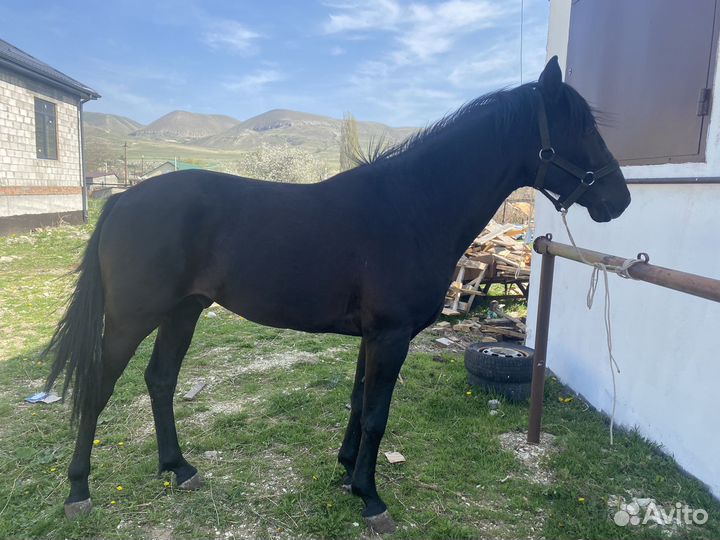 Карачаевский жеребец