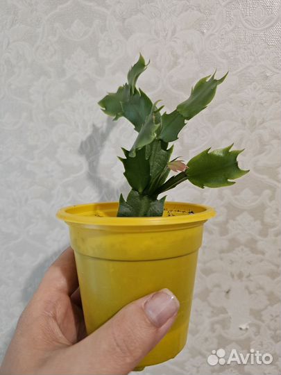 Шлюмбергера (декабрист)
