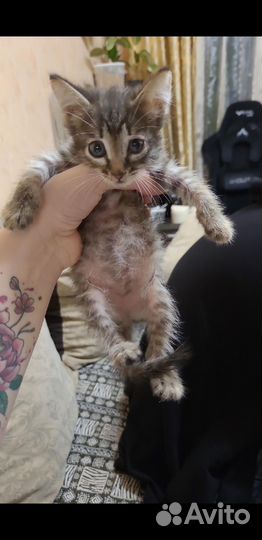 Котята селкирк рекс