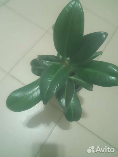 Цветы комнатные