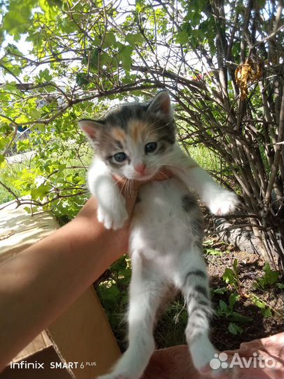 Котята в добрые ручки)