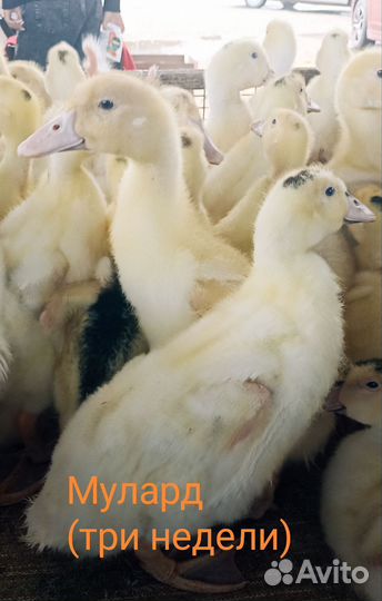 Утки, Гуси, Мулард